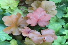 Гейхера Махагон Heuchera Mahogony Mahogony
