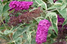 Буддлея Давида Арлекин Buddleja davidii Harlequin