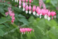 Дицентра великолепная Dicentra spectabilis