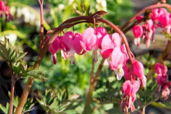 Дицентра великолепная Dicentra spectabilis