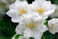 Чубушник Алебастр Philadelphus Alebaster