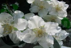 Чубушник Монблан Philadelphus Montblanc