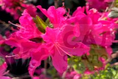 Полувечнозеленые рододенроны