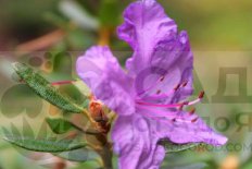 Рододендрон Ледебура Rhododendron Ledebourii
