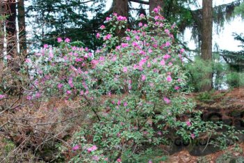 Рододендрон Ледебура Rhododendron Ledebourii