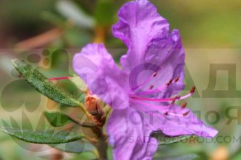 Рододендрон Ледебура Rhododendron Ledebourii