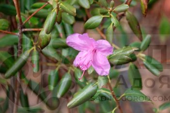 Рододендрон Ледебура Rhododendron Ledebourii