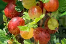 Крыжовник Хиннонмаки Рот Ribes uva-crispa Hinnomaki Rot