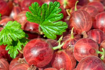 Крыжовник Хиннонмаки Рот Ribes uva-crispa Hinnomaki Rot