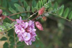 Робиния клейкая Robinia viscosa