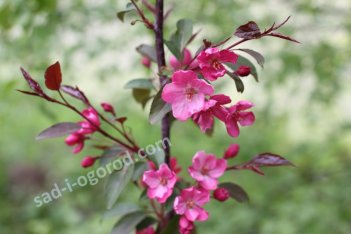 Яблоня Недзвецкого Malus niedzwetzkyana