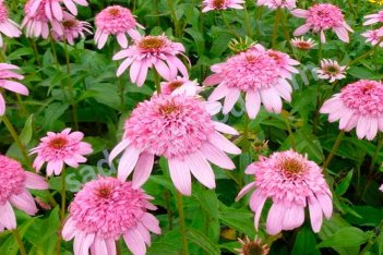 Эхинацея Сикрет Романс Echinacea purpurea Secret Romance