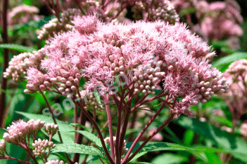 Посконник пятнистый Атропурпуреум Eupatorium maculatum Atropurpureum