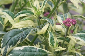 Посконник Форчуна Пинк Фрост Eupatorium Fortunei Pink Frost