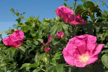 Роза морщинистая Рубра Rosa rugosa Rubra