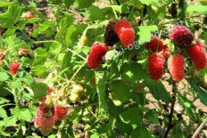 Ежемалина Тайберри Медана Tayberry Medana