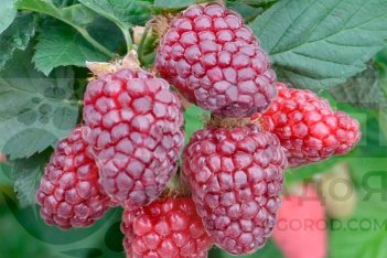 Ежемалина Тайбери Букингем Tayberry Buckingham