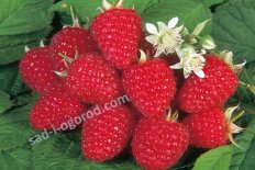 Малина Джоан Джи Rubus Joan J