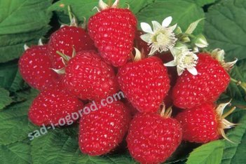 Малина Джоан Джи Rubus Joan J