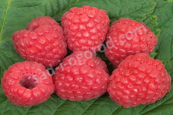 Малина Глен Эмпл Rubus idaeus Glen Ample