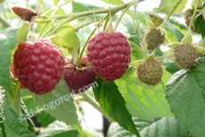 Малина ремонтантная Химбо Топ Rubus Himbo-top