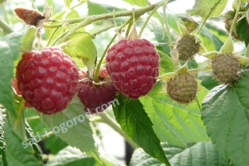 Малина ремонтантная Химбо Топ Rubus Himbo-top