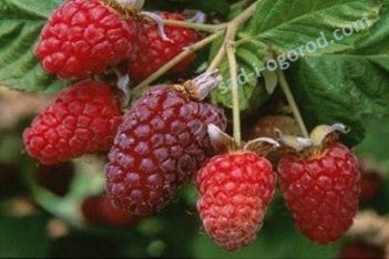 Малина Лячка Rubus idaeus Laszka