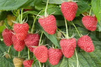 Малина Лячка Rubus idaeus Laszka