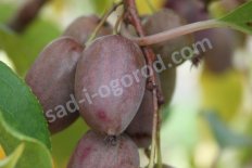 Актинидия аргута Пурпурна Садова Actinidia arguta Purpurna Sadowa F