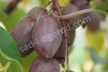 Актинидия аргута Пурпурна Садова Actinidia arguta Purpurna Sadowa F