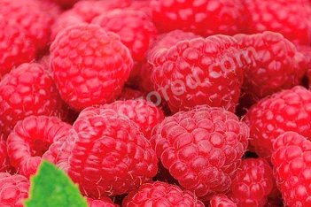 Малина ремонтантная Жаклин Rubus Jaclyn