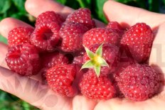 Малина Полка Rubus Polka