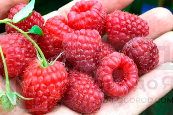 Малина Полка Rubus Polka