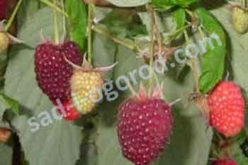 Малина Полка Rubus Polka