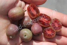 Актинидия аргута Kens red