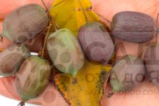 Актинидия аргута Джамбо Actinidia arguta Jumbo F