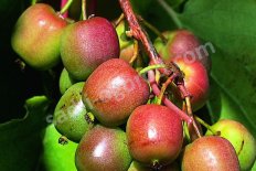 Актинидия аргута Женева Actinidia arguta Geneva F