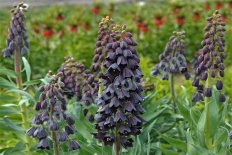 Рябчик персидский Fritillaria Persica