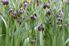 Рябчик Михайловского Fritillaria michailovskyi