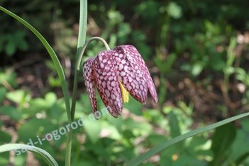 Рябчик шахматный Мелеагрис Fritillaria meleagris