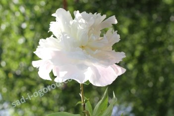 Пион молочноцветковый Ширли Темпл Paeonia lactiflora Shirley Temple