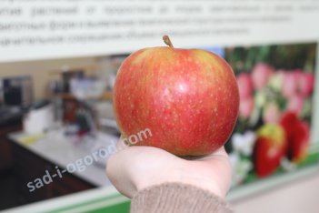 Яблоня Лобо