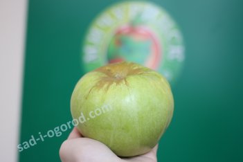 Яблоня Богатырь