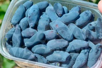 Жимолость съедобная Дочь великана