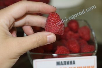 Малина Подарок Кашину