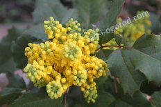 Магония падуболистная Mahonia aquifolium