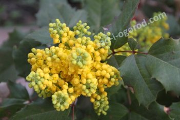 Магония падуболистная Mahonia aquifolium