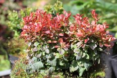 Барбарис Тунберга Лютен Руж Berberis thunbergii Lutin Rouge