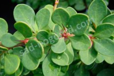 Барбарис Тунберга Грин Карпет Berberis thunbergii Green Carpet