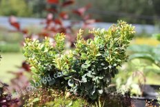 Барбарис Тунберга Кобольд Berberis thunbergii Kobold